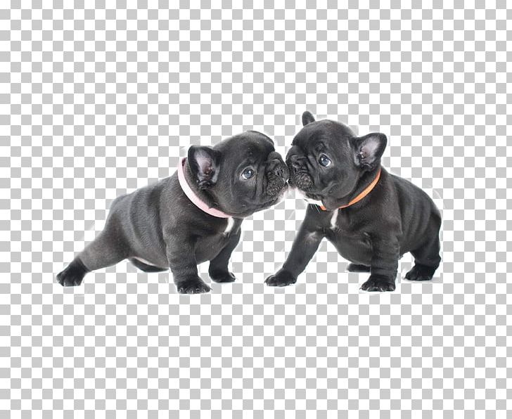 French Bulldog Boxer Pug American Bully PNG, Clipart, Animal, Animals, Bulldog, Carnivoran, Companion Dog Free PNG Download