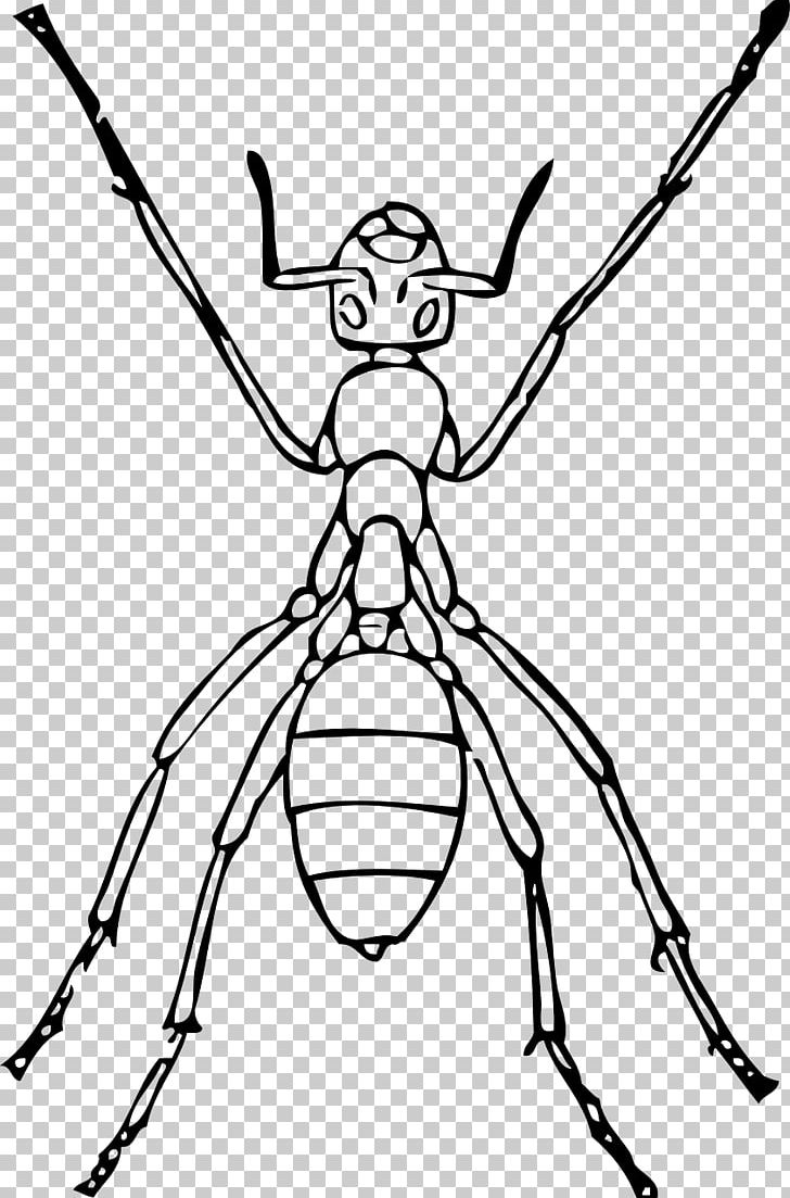 Ant Drawing Line Art PNG, Clipart, Ant, Art, Black And White, Black Garden Ant, Branch Free PNG Download