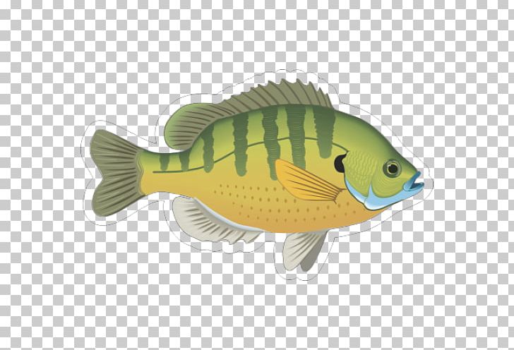 Bluegill Fish Gill Ornamental Fish PNG, Clipart, Animals, Bass, Bluegill, Cartoon Fish, Discus Free PNG Download