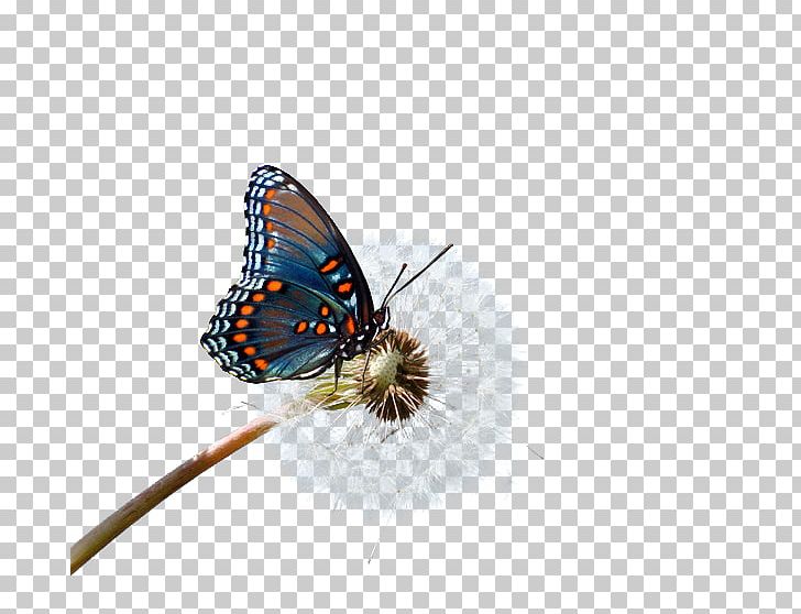 Butterfly Nymphalidae Lycaenidae PNG, Clipart, Arthropod, Brush Footed Butterfly, Chemical Element, Creative Technology, Decorative Elements Free PNG Download