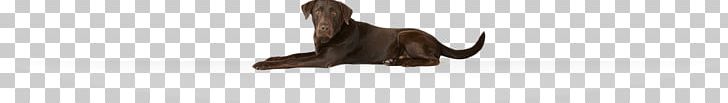 Dog Fur Tablet /m/083vt Wood PNG, Clipart, Animals, Bayer, Bayer Corporation, Black, Black M Free PNG Download