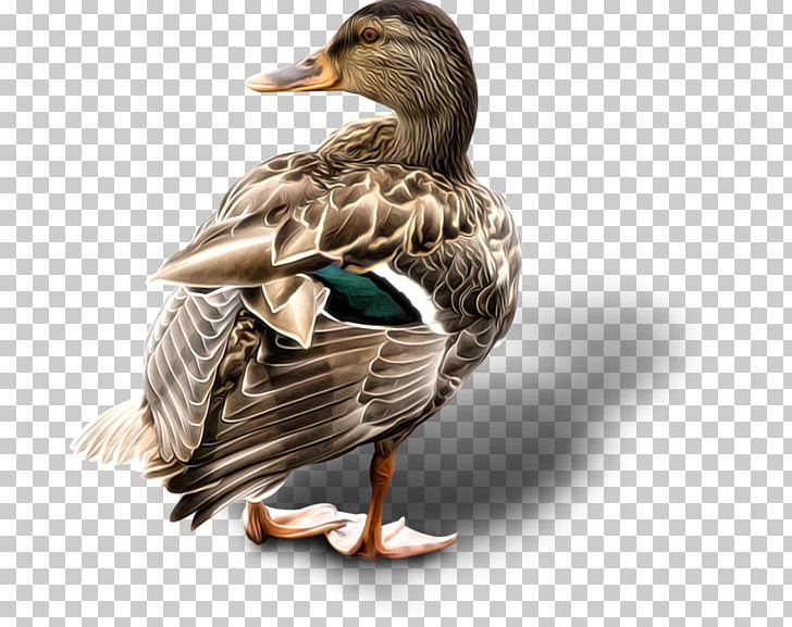 Mallard Goose Duck Bird Portable Network Graphics PNG, Clipart, Animal, Animals, Bird, Fauna, Feather Free PNG Download