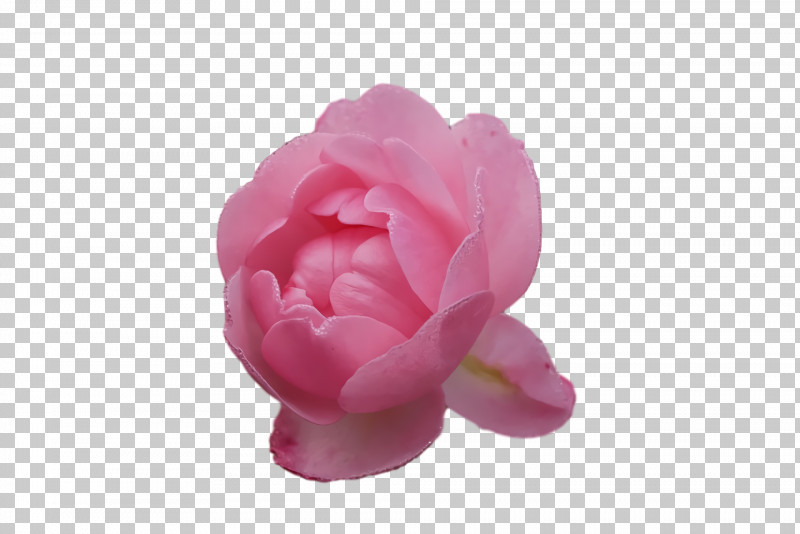 Garden Roses PNG, Clipart, Cabbage Rose, Closeup, Cut Flowers, Flower, Garden Free PNG Download