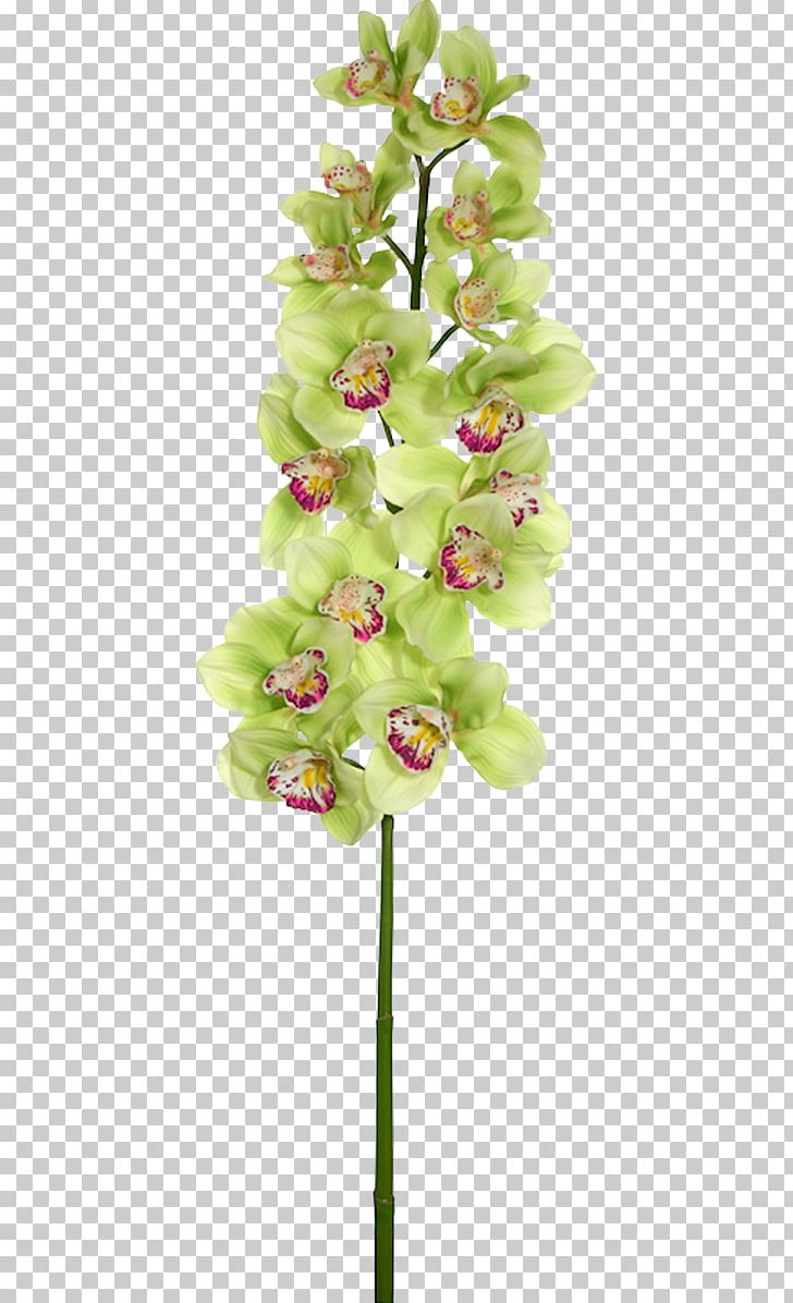 Moth Orchids Cut Flowers Flower Bouquet PNG, Clipart, Anderson, Cut Flowers, Dendrobium, Flora, Floral Design Free PNG Download