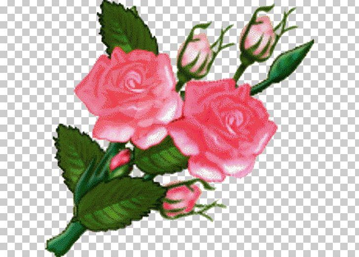 Rose PNG, Clipart, Cartoon, China Rose, Cut Flowers, Document, Drawing Free PNG Download