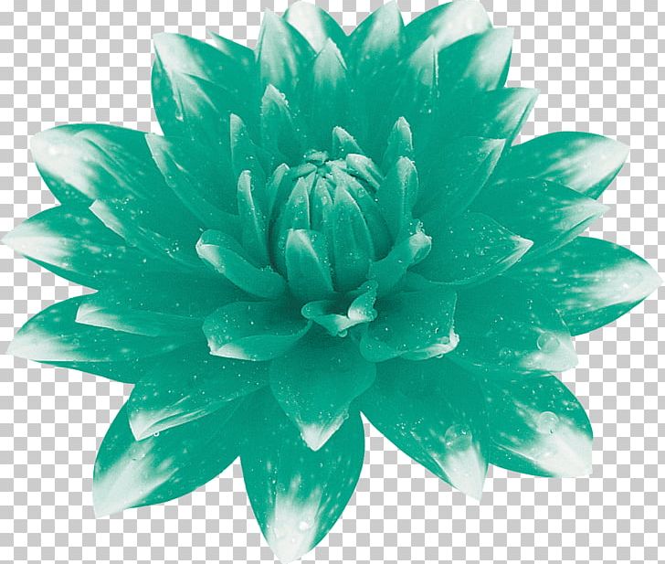 Flower Floral Design Petal Turquoise Art PNG, Clipart, Art, Dahlia, Email, Floral Design, Flower Free PNG Download