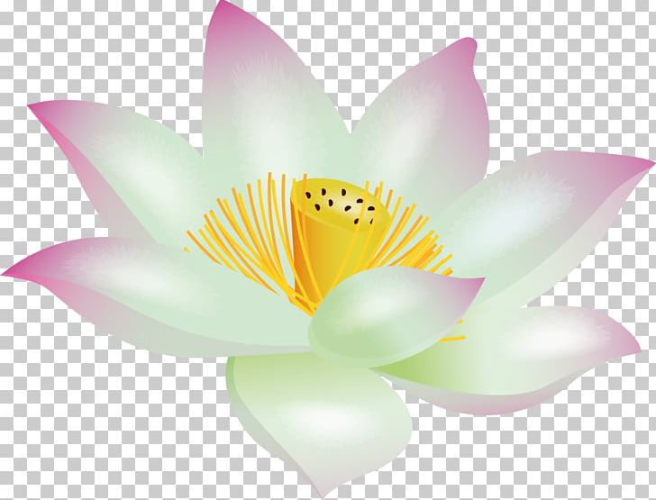Nelumbo Nucifera Desktop Buddhology Aquatic Plants PNG, Clipart, Aquatic Plant, Buddhism, Closeup, Computer Wallpaper, Daffodil Free PNG Download