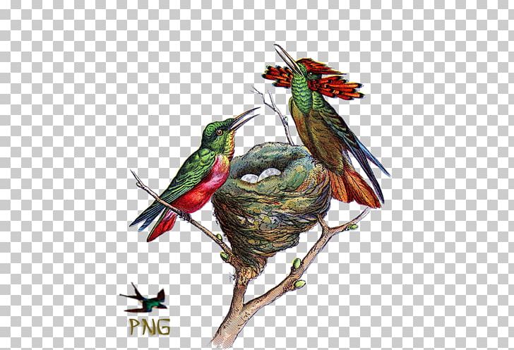 Ruby-throated Hummingbird Bird Nest PNG, Clipart, Animal, Animals, Beak, Bird, Bird Feeders Free PNG Download