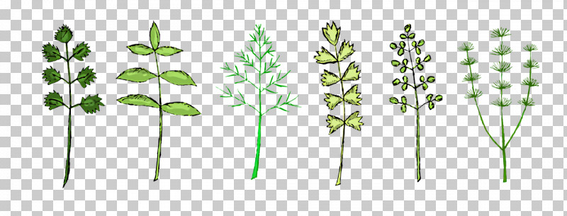 Leaf Plant Stem Grasses Flora Tree PNG, Clipart, Biology, Flora, Geometry, Grasses, Leaf Free PNG Download
