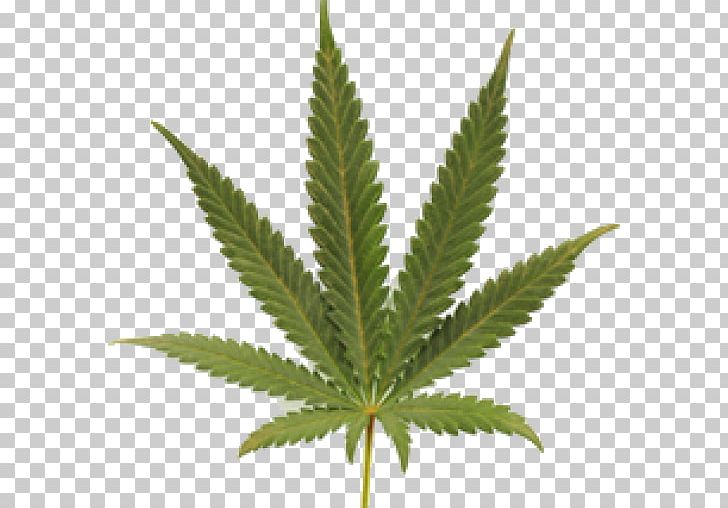 Cannabis Sativa Medical Cannabis Cannabis Industry Stock Photography PNG, Clipart, Bud, Cannabis, Cannabis Industry, Cannabis Ruderalis, Cannabis Sativa Free PNG Download