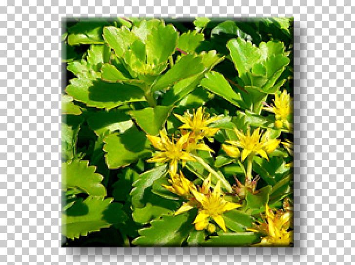 Houseleek Orange Stonecrop Rock Garden Succulent Plant PNG, Clipart, Cactaceae, Crassulaceae, Delosperma, Flora, Flower Free PNG Download