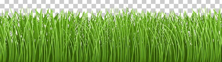 Lawn Groundcover PNG, Clipart, Blog, Chrysopogon Zizanioides, Clipart, Commodity, Desktop Wallpaper Free PNG Download