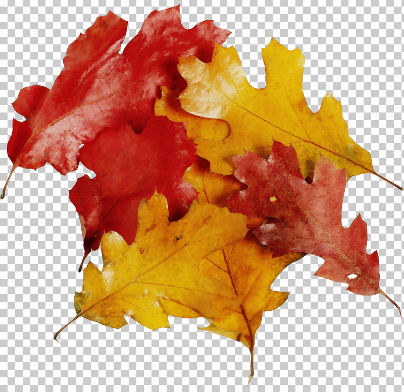 Maple Leaf PNG, Clipart, Autumn, Black Maple, Deciduous, Flower, Leaf Free PNG Download