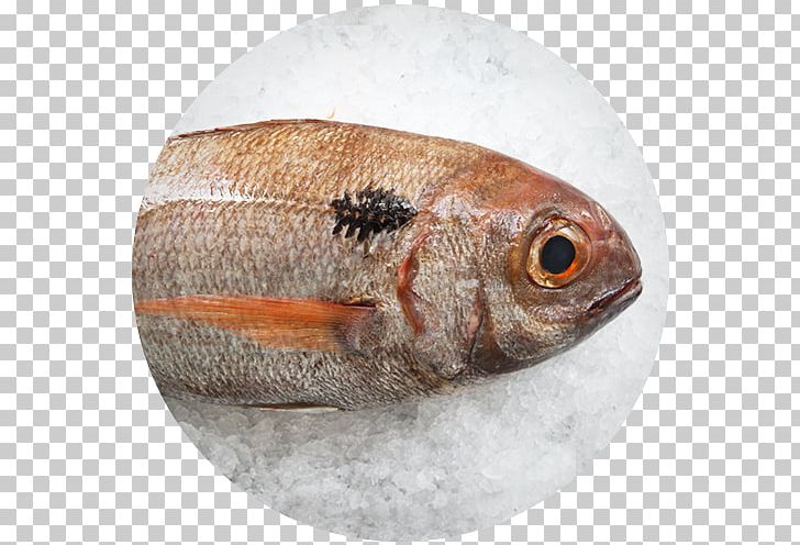 Fauna Oily Fish Perch PNG, Clipart, Animals, Cherne Altovise, Fauna, Fish, Oily Fish Free PNG Download