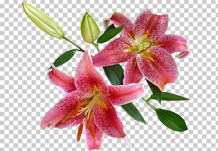 Flower Easter Lily Tiger Lily Rose PNG, Clipart, Arumlily, Bulb, Cut Flowers, Easter Lily, Fleur Free PNG Download