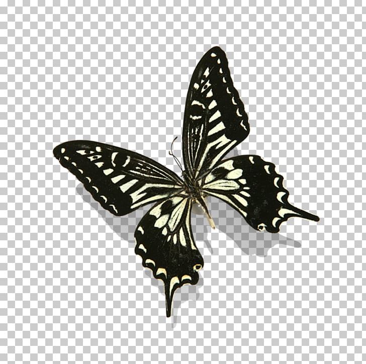 Monarch Butterfly Nymphalidae PNG, Clipart, Animal, Brush Footed Butterfly, Butterflies, Butterflies And Moths, Butterfly Free PNG Download