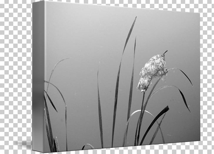 Rectangle White PNG, Clipart, Black And White, Flower, Monochrome, Monochrome Photography, Others Free PNG Download