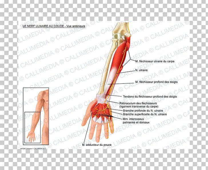 Ulnar Nerve Flexor Carpi Ulnaris Muscle PNG, Clipart, Anatomy, Arm, Blood Vessel, Cubital Fossa, Elbow Free PNG Download