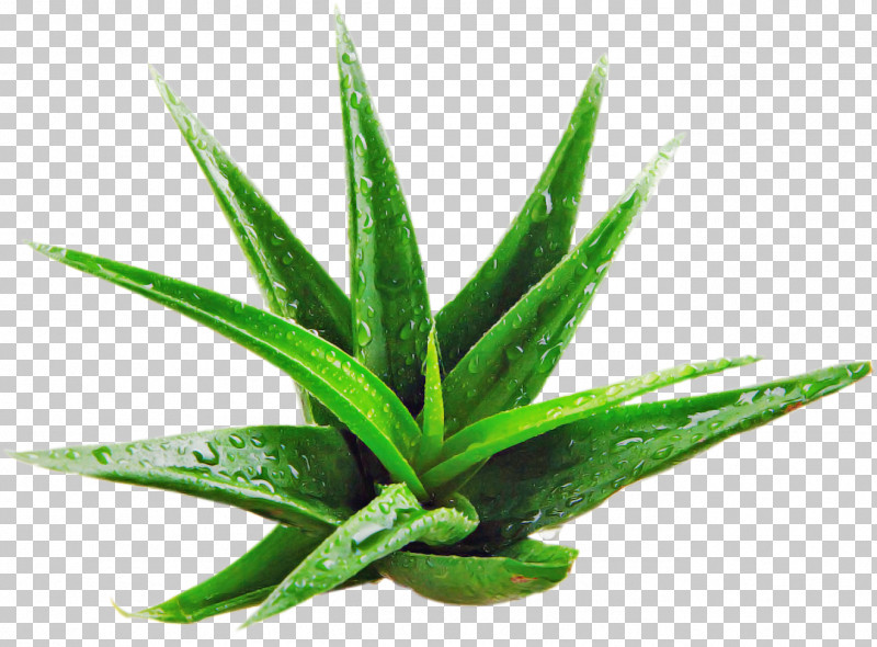 Leaf Plant Terrestrial Plant Houseplant Flower PNG, Clipart, Agave, Aloe, Aquarium Decor, Flower, Grass Free PNG Download