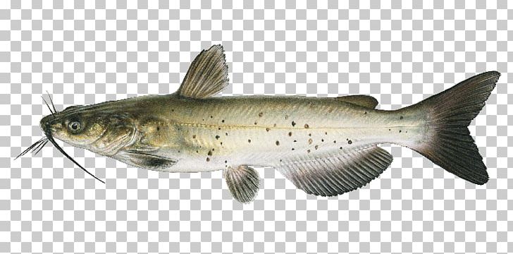 Channel Catfish Freshwater Fishes Of Nebraska: A Guide To Game Fishes Cod PNG, Clipart, Animals, Aquaculture Of Catfish, Bass, Bony Fish, Catfish Free PNG Download