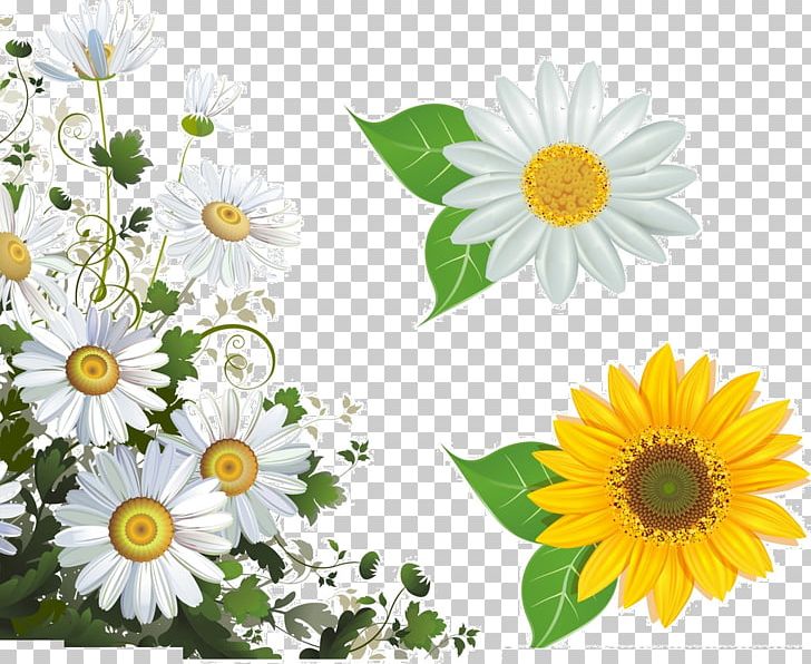 Common Daisy Flower Frame Stock Photography PNG, Clipart, Annual Plant, Black White, Cha, Chamomile, Daisy Family Free PNG Download