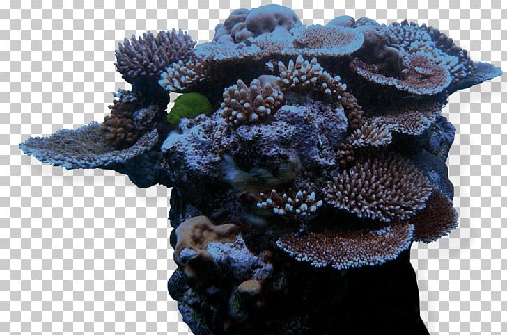 Great Barrier Reef John Pennekamp Coral Reef State Park Caribbean PNG, Clipart, Caribbean, Coral, Coral Bleaching, Coral Reef, Ecosystem Free PNG Download