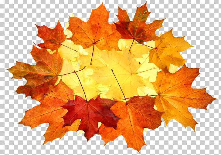 Maple Leaf Photography PNG, Clipart, Autumn, Deciduous, Download, Feuilles, Google Images Free PNG Download