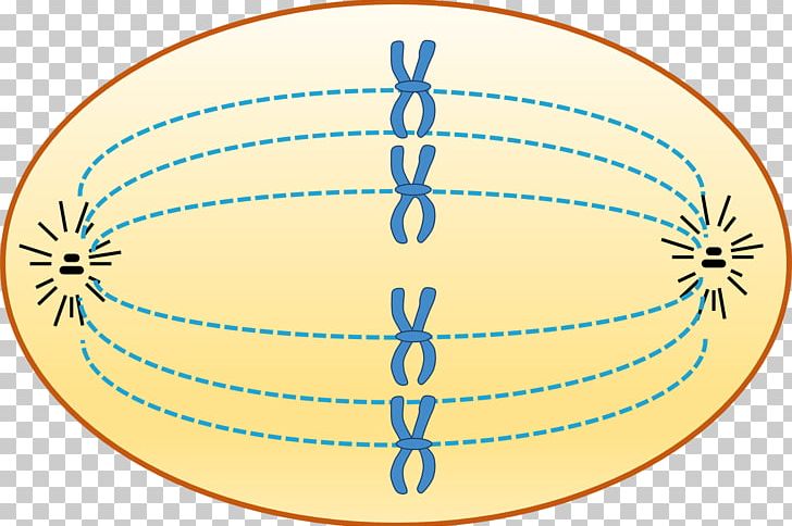 Prophase Chromosome Cell Cycle Interphase PNG, Clipart, Area, Cell, Cell Cycle, Chromatin, Chromosome Free PNG Download