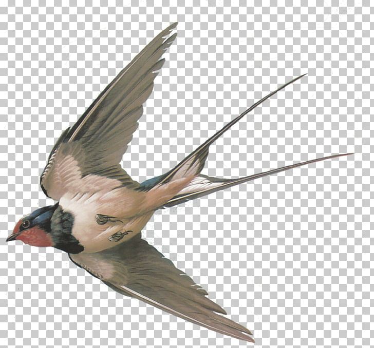Bird Sparrow Columbidae Barn Swallow Tree Swallow PNG, Clipart,  Free PNG Download