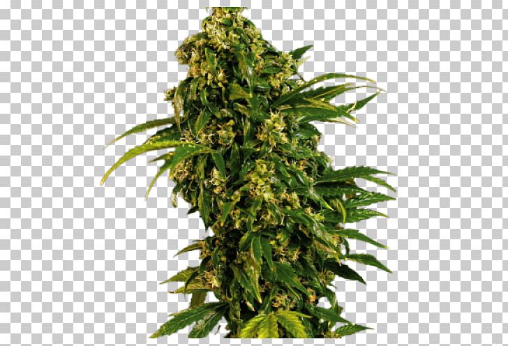 Cannabis Sativa Feminized Cannabis Seed White Widow PNG, Clipart, Amsterdam Seed Center, Auto, Cannabidiol, Cannabis, Cannabis Cultivation Free PNG Download