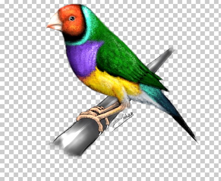 Finches Lovebird Parakeet Feather Beak PNG, Clipart, Animals, Beak, Bird, Feather, Finch Free PNG Download