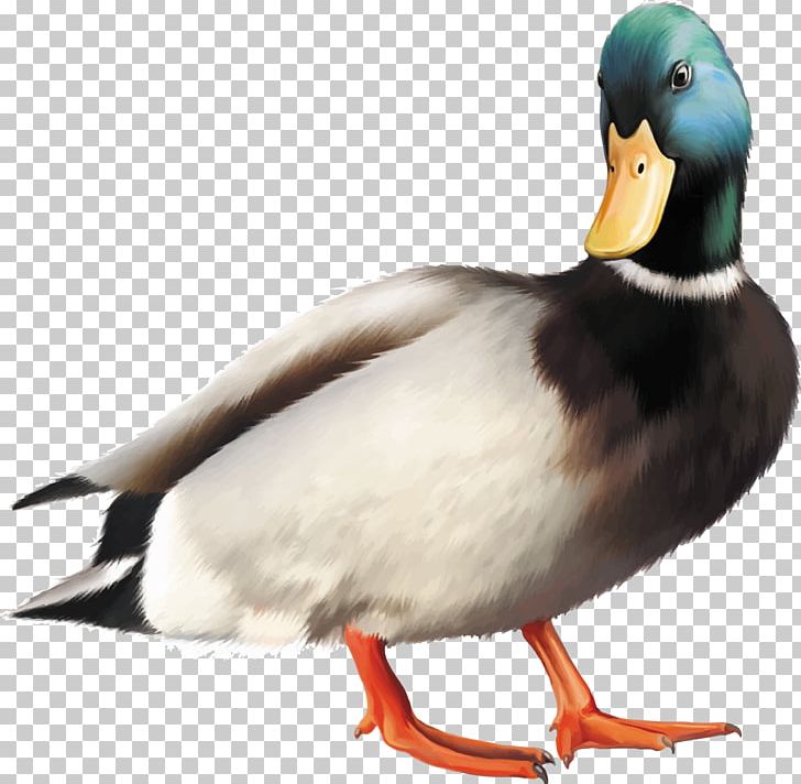 Mallard Duck Goose Bird PNG, Clipart, Animals, Beak, Bird, Duck, Ducks Geese And Swans Free PNG Download