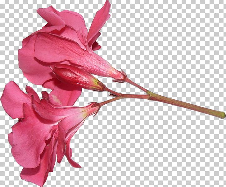 Rose Family Cut Flowers Pink M Plant Stem PNG, Clipart, Cut Flowers, Flower, Flowering Plant, Flowers, Herbaceous Plant Free PNG Download