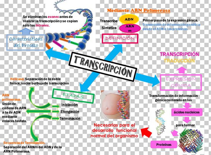 Transcription Translation Protein Biosynthesis Genetics DNA PNG, Clipart, Area, Blood Pressure, Brand, Diagram, Dna Free PNG Download