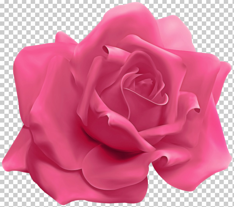 Garden Roses PNG, Clipart, Cabbage Rose, Cut Flowers, Flower, Garden, Garden Roses Free PNG Download