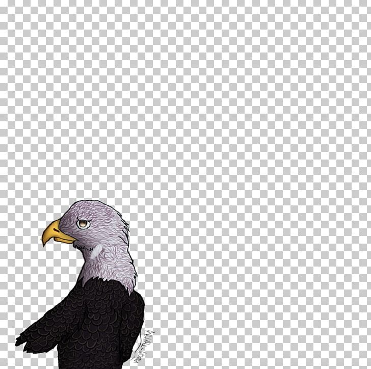 Bald Eagle Beak PNG, Clipart, Accipitriformes, Animals, Bald Eagle, Beak, Bird Free PNG Download