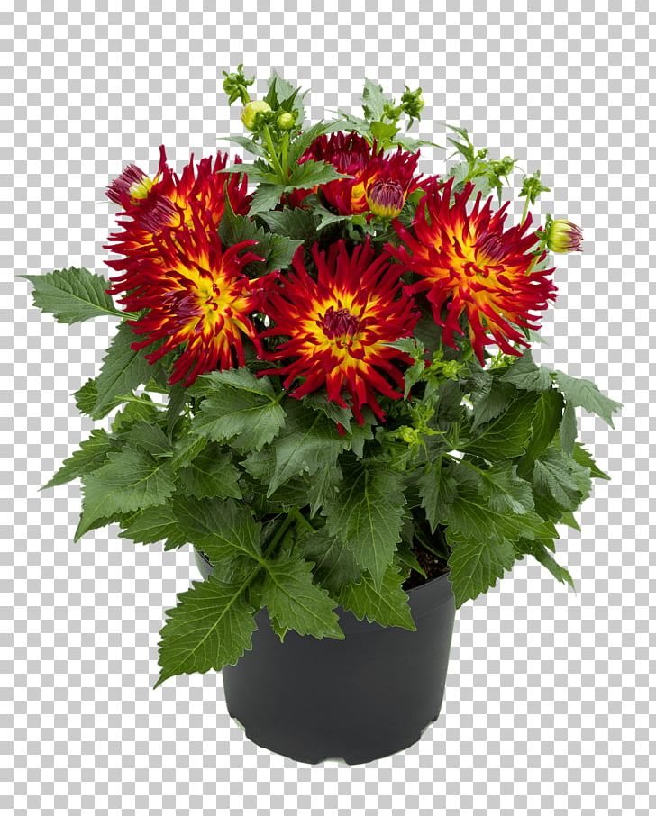 Chrysanthemum Dahlia Pinnata Tuber Flower Plant PNG, Clipart, Annual Plant, Begonia, Begonia Boliviensis, Blanket Flowers, Chrysanthemum Free PNG Download