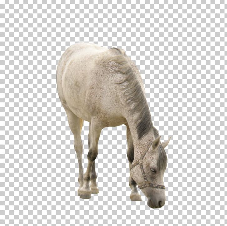 Horse Donkey Mare Stallion PNG, Clipart, Animal, Animals, Biological, Cartoon Donkey, Donkey Face Free PNG Download