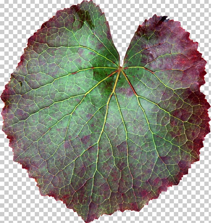 Leaf Green Raster Graphics PNG, Clipart, Clip Art, Digital Image, Grape Leaves, Green, Houseplant Free PNG Download