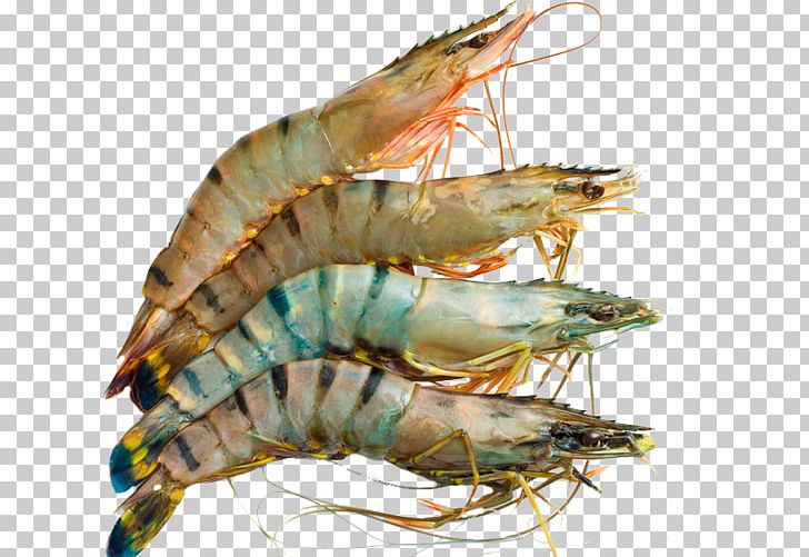 Giant Tiger Prawn Shrimp Prawns Seafood PNG, Clipart, American Lobster, Animals, Animal Source Foods, Black Tiger, Caramote Prawn Free PNG Download