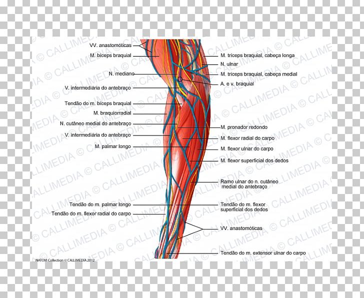 Hand Muscle Nerve Blood Vessel Forearm PNG, Clipart, Abdomen, Anatomical Terms Of Location, Anatomy, Angle, Arm Free PNG Download
