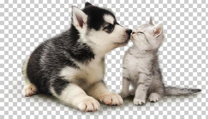 Miniature Siberian Husky Alaskan Malamute Sakhalin Husky Dog Breed Cat PNG, Clipart, Alaskan Klee Kai, Alaskan Malamute, Carnivoran, Cat, Companion Dog Free PNG Download