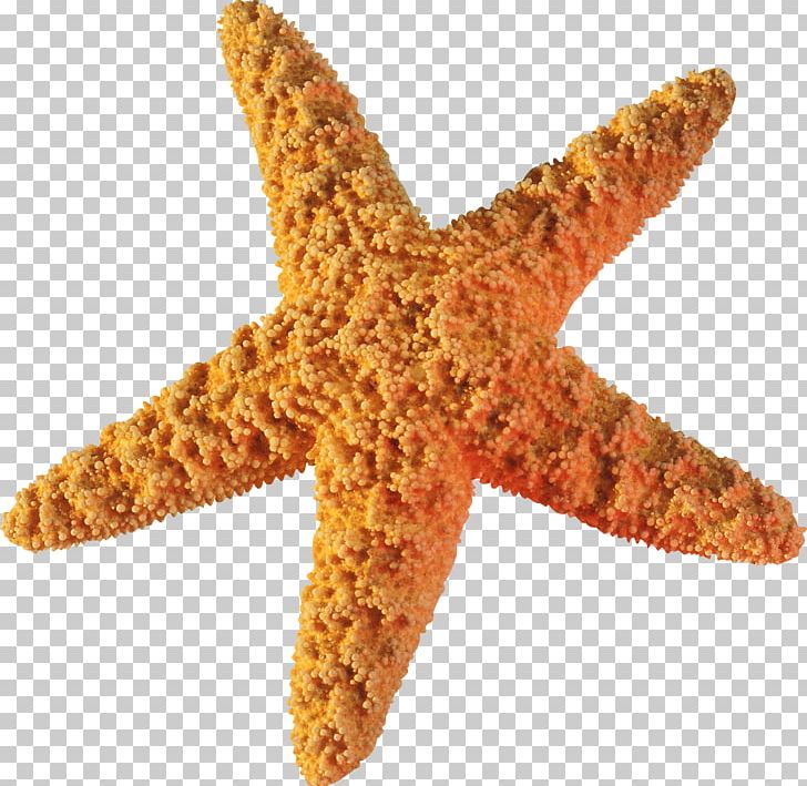 Starfish PNG, Clipart, Animal, Animals, Brittle Star, Echinoderm, Fivepointed Star Free PNG Download
