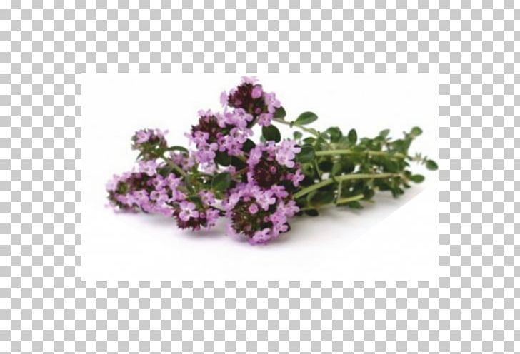 Breckland Thyme Herb Plant Lamiaceae PNG, Clipart, Breckland Thyme, Flower, Food, Food Drinks, Health Free PNG Download