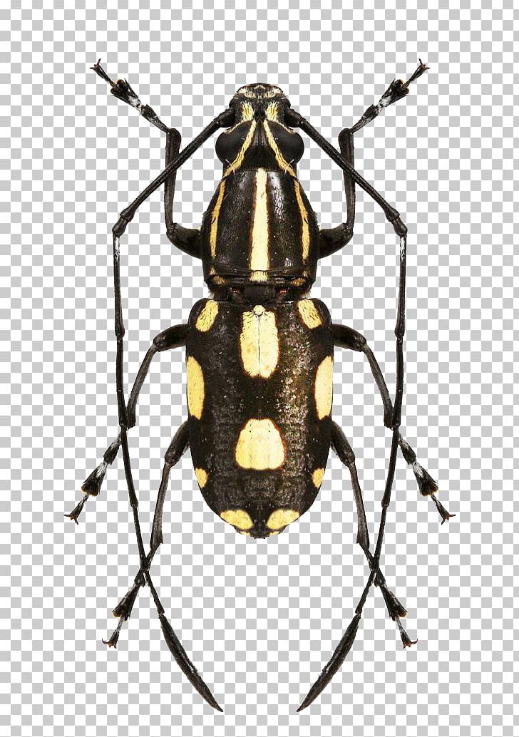Insect Anthribidae Xenocerus Lacrymans PNG, Clipart, Animals, Anthribidae, Arthropod, Baby Crawling, Beetle Free PNG Download