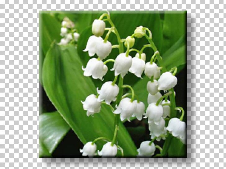Lily Of The Valley Bigroot Geranium Perennial Plant Chives Garden PNG, Clipart,  Free PNG Download