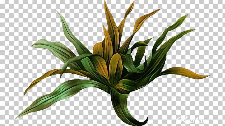 Choix Des Plus Belles Fleurs Botanical Illustration Botany Picturing Plants PNG, Clipart, Art, Bear, Botanical Illustration, Botany, Choix Des Plus Belles Fleurs Free PNG Download