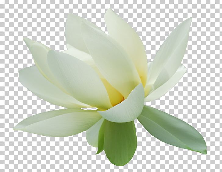 Nelumbo Nucifera High-definition Television Lotus Effect PNG, Clipart, Aquatic Plant, Download, Flower, Flowering Plant, Highdefinition Television Free PNG Download