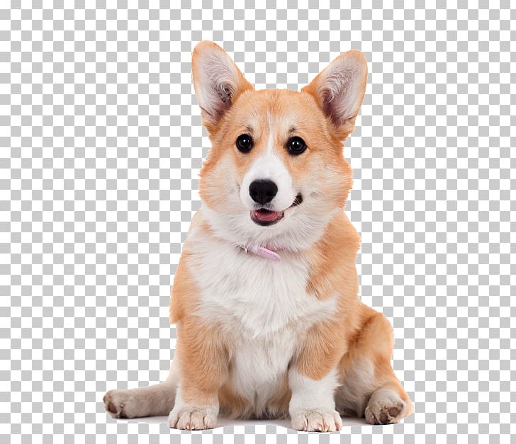 Pembroke Welsh Corgi Cardigan Welsh Corgi Shiba Inu Puppy Poodle PNG, Clipart, Ancient Dog Breeds, Animals, Breed, Cardigan Welsh Corgi, Carnivoran Free PNG Download