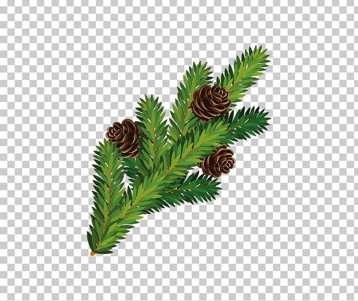 Pine Christmas Tree Branch PNG, Clipart, Animals, Branch, Cartoon Squirrel, Christmas, Christmas Tree Free PNG Download